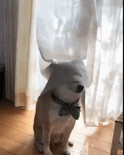 perro meme